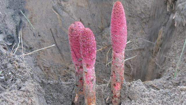 人称"通天蜡烛",家乡偶遇,请您爱护,目前146元一斤|通天蜡烛|家乡