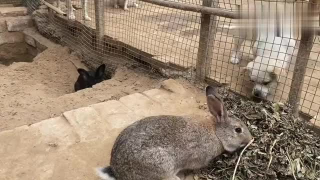 为您推荐: 兔妈妈为何会把刚出生的小兔子咬死?