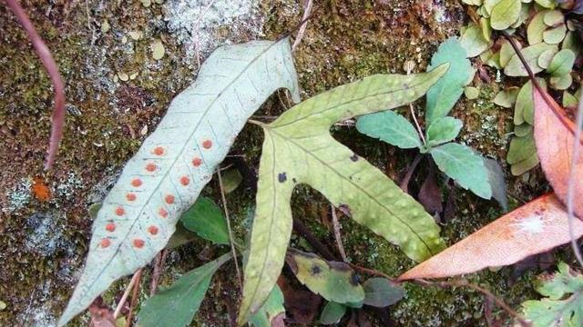 "金鸡脚"也是因为叶子的外貌而得名,它主要生长于深山林里,特别是石壁