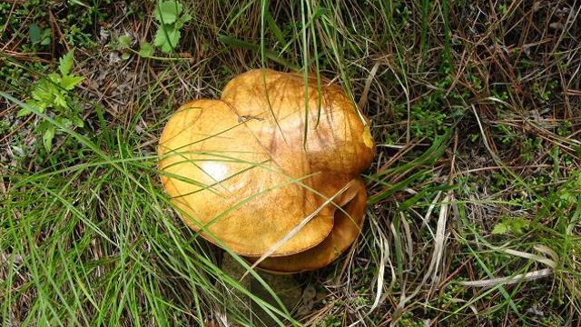 有些地方也叫它山蛾子,松伞蘑,松钉蘑等等,此菌类在我国各地都有生长