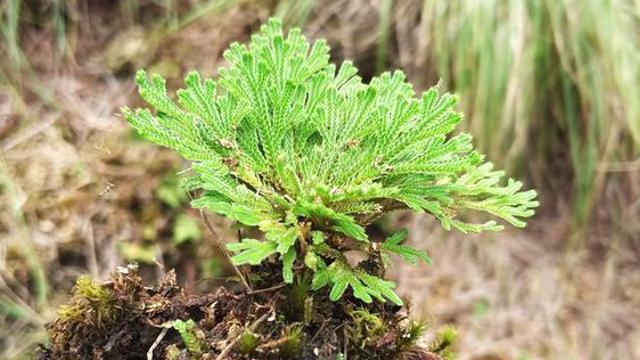 告訴家鄉人此為還魂草遇見要重視因為太珍貴了