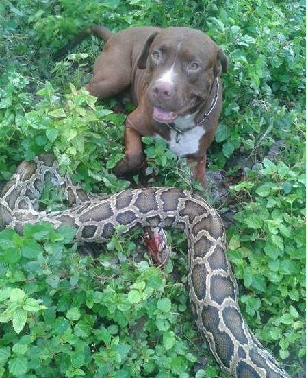 一农家院子闯进一条大蟒蛇,大蟒蛇想要吃鸡,守卫在门栏前的狗狗发现了