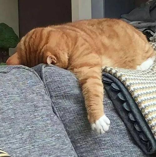 “摆烂”究竟是什么梗？生活中要“摆”你也应该这样“摆”休闲区蓝鸢梦想 - Www.slyday.coM