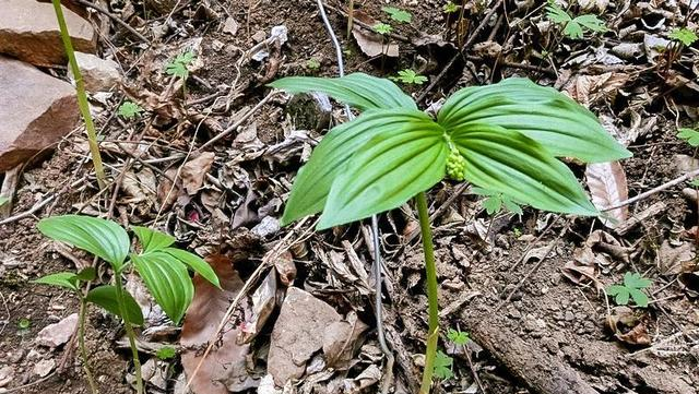 野外采摘山糜子要注意,有一种跟它长相类似的植物,名字叫做鹿莲