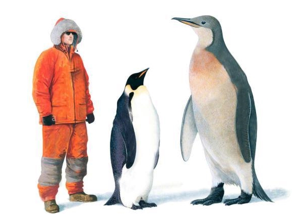 新西兰发现一只史前帝企鹅化石,身高1.6米