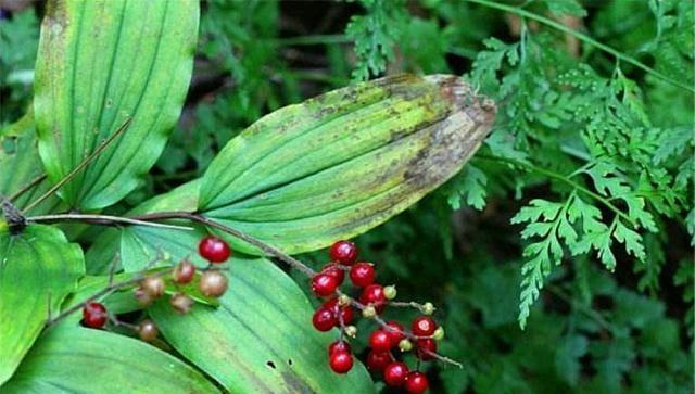 山坡一种草,称"鹿鞭草",市场10块一斤收,农民却知泡成酒无价