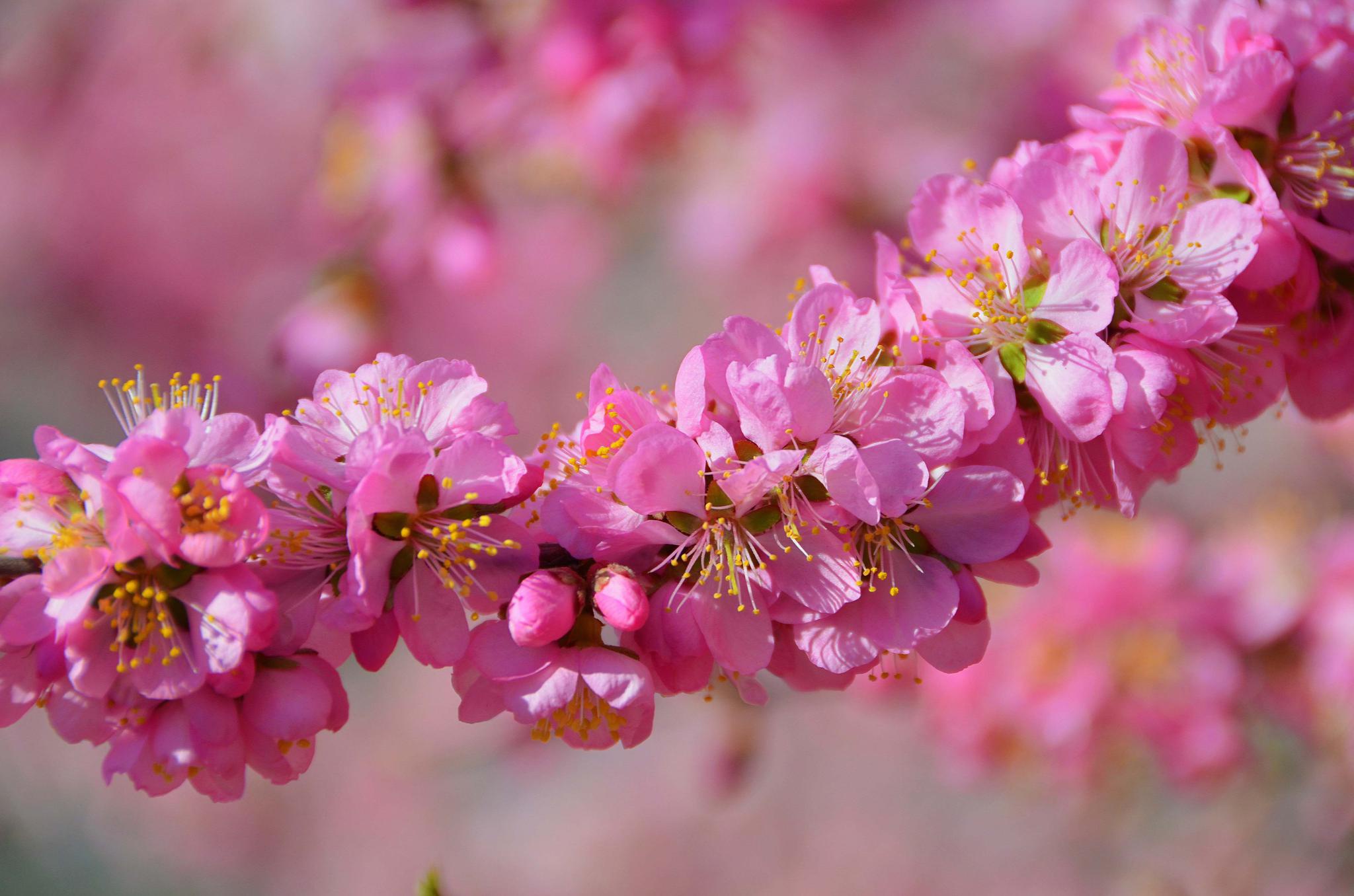玫粉色的碧桃花,原创拍摄
