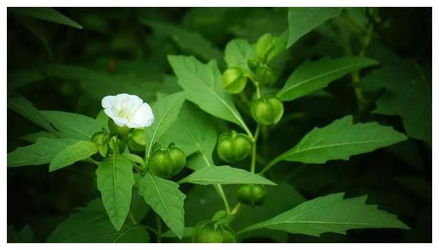 农历中国 | 五月十一 · 冰粉度夏