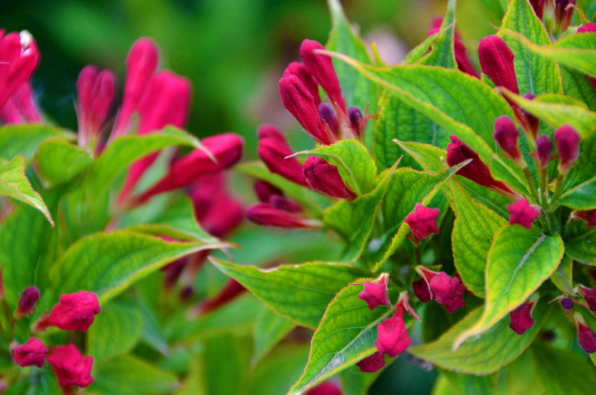 锦带花骨朵,原创拍摄锦带花骨朵,原创拍摄锦带花骨朵