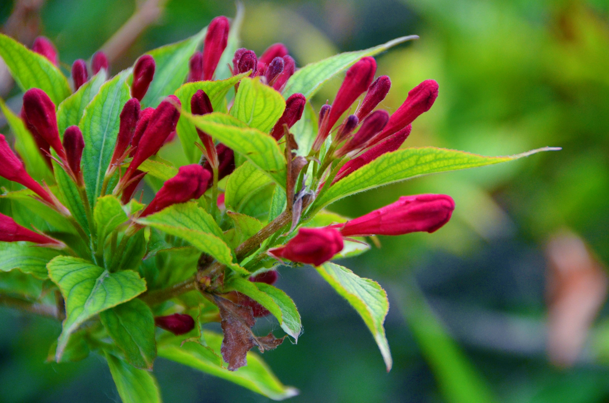 锦带花骨朵原创拍摄