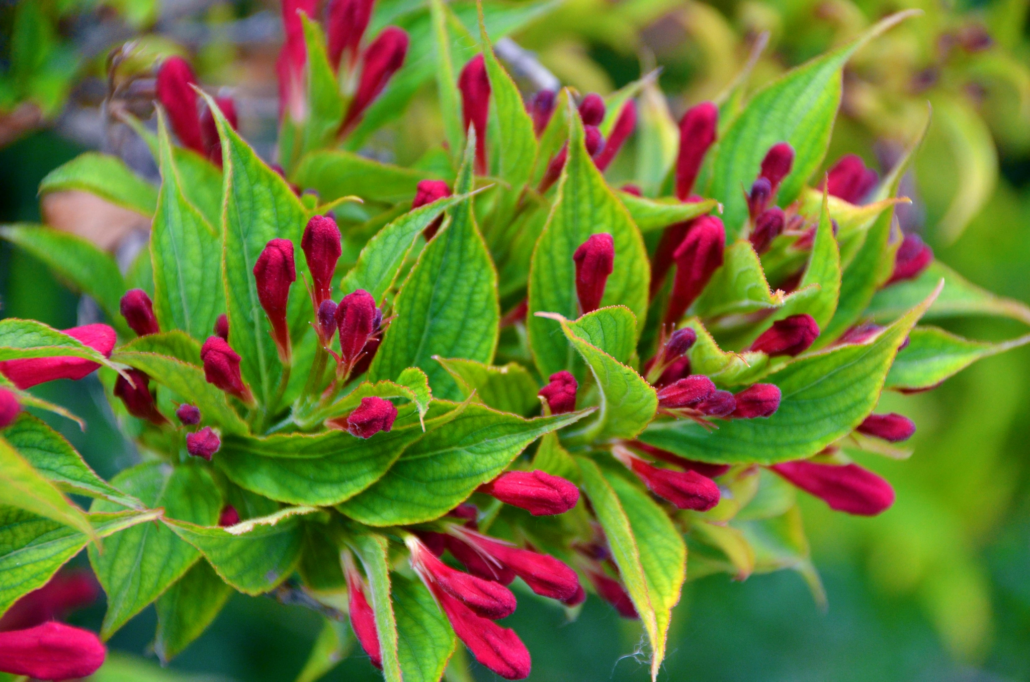 锦带花骨朵,原创拍摄__财经头条