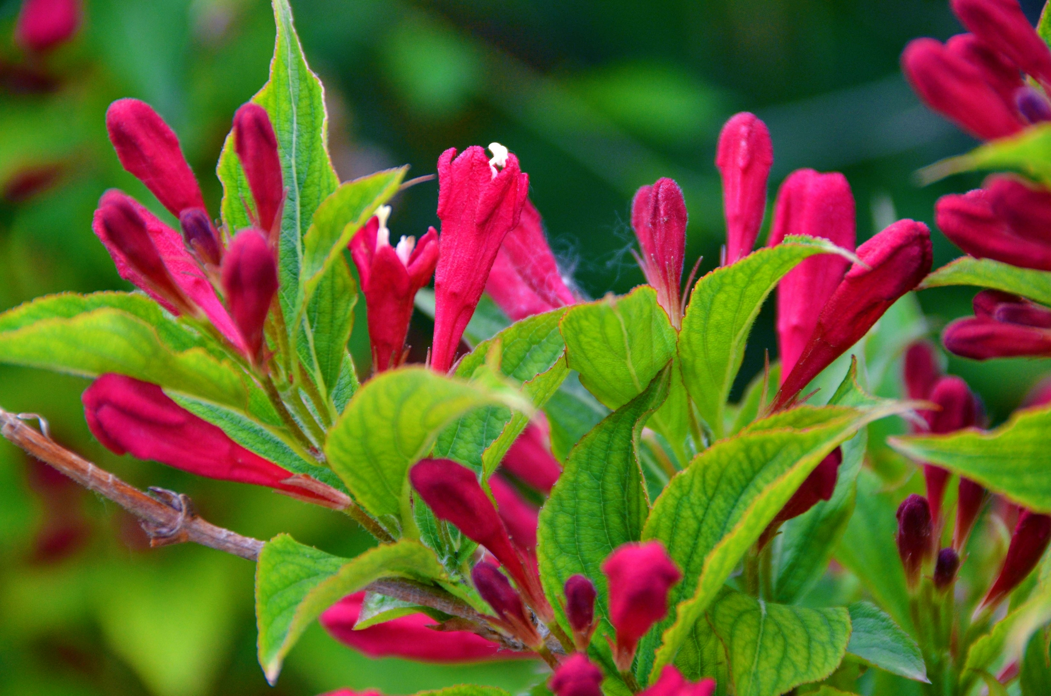 锦带花骨朵原创拍摄