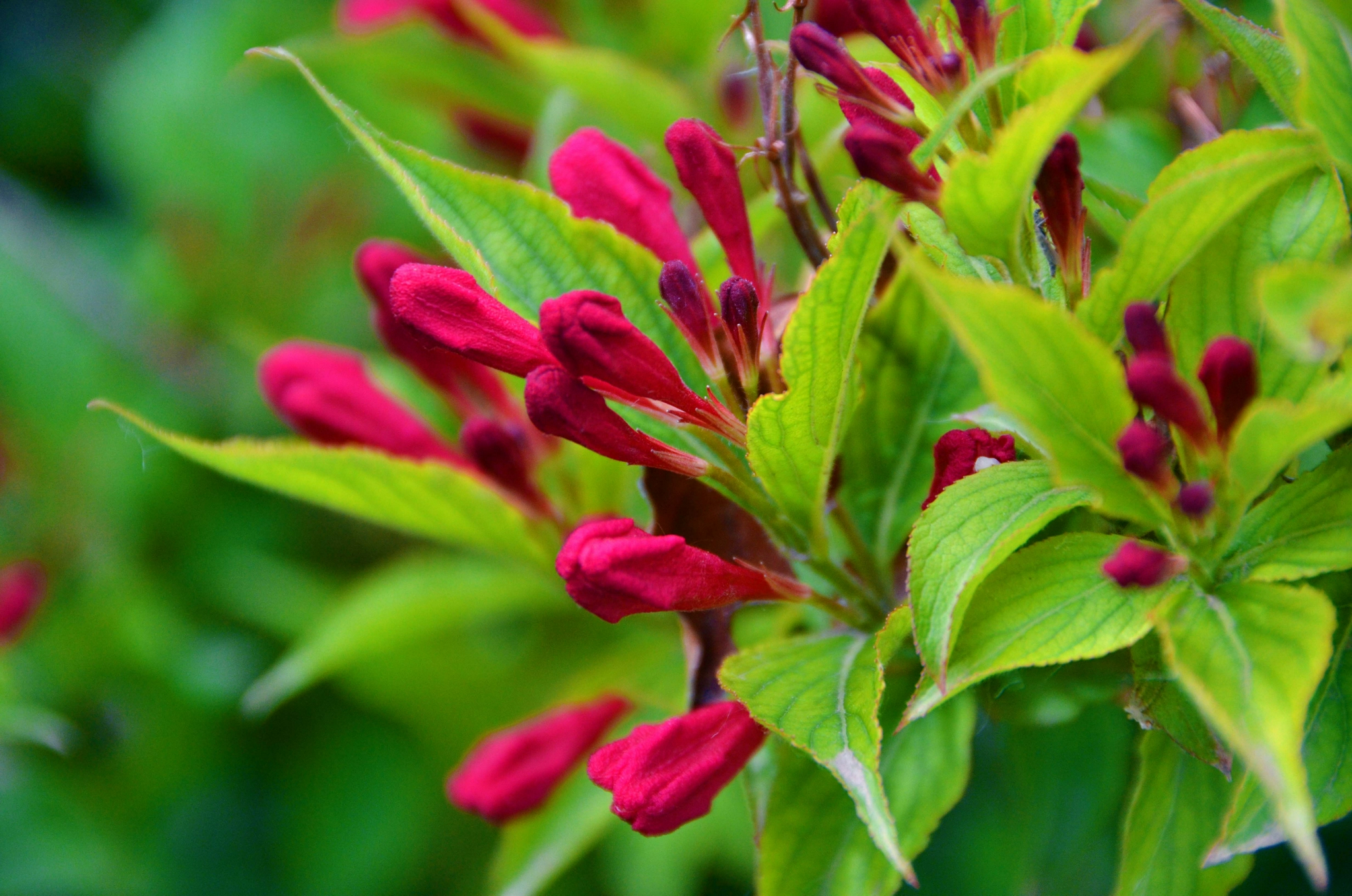 锦带花骨朵,原创拍摄锦带花骨朵,原创拍摄锦带花骨朵