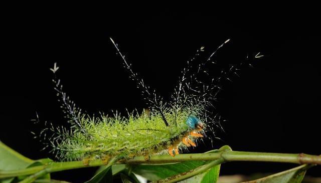 小影说农业:你知道洋辣子是什么吗?不是辣椒,但比辣椒好吃!