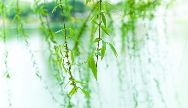 诗人咏柳,却不写一“柳”字,狠狠地讽刺了那些得志便猖狂的小人休闲区蓝鸢梦想 - Www.slyday.coM 诗人咏柳,却不写一“柳”字,狠狠地讽刺了那些得志便猖狂的小人休闲区蓝鸢梦想 - Www.slyday.coM