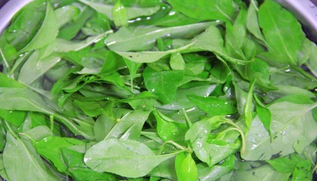 枸杞叶|肉丝|保护眼睛_新浪新闻