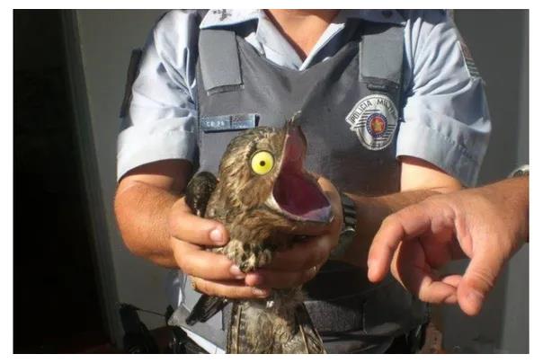 世界上最丑的鸟比云南虫谷的那只还要邪乎一百倍