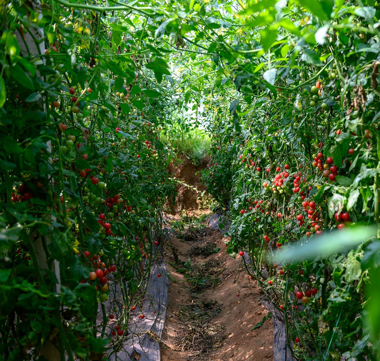 靠大棚蔬菜挣钱,看看圣女果在疫情时期的表现吧