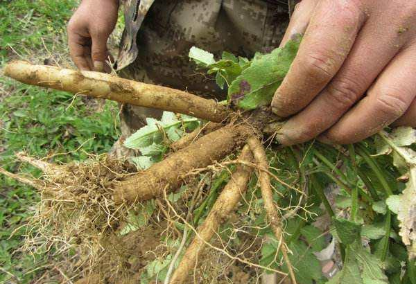 这东西,人称"续断",是续筋接骨"特效药",若遇见,请重视!__财经头条