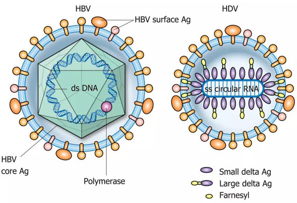 丁型肝炎病毒图片