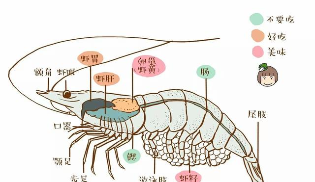 还有其他部分,例如虾肝,虾胃这两个部位,都是能吃的哦,并且也可以说很