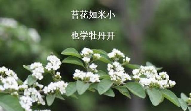 苔花如米小,也学牡丹开,一首小诗,活力四射