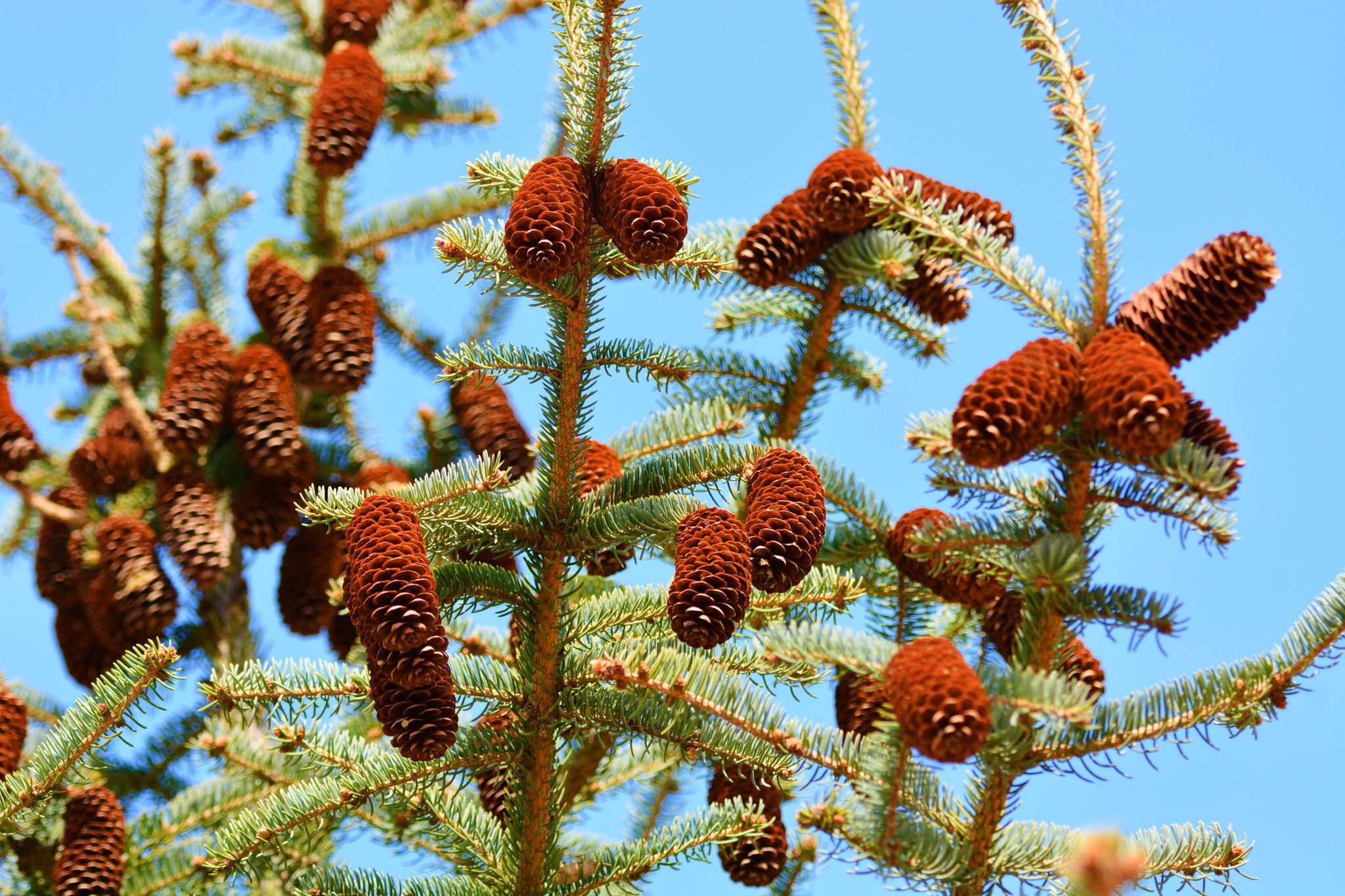 云杉成熟的果实,原创拍摄