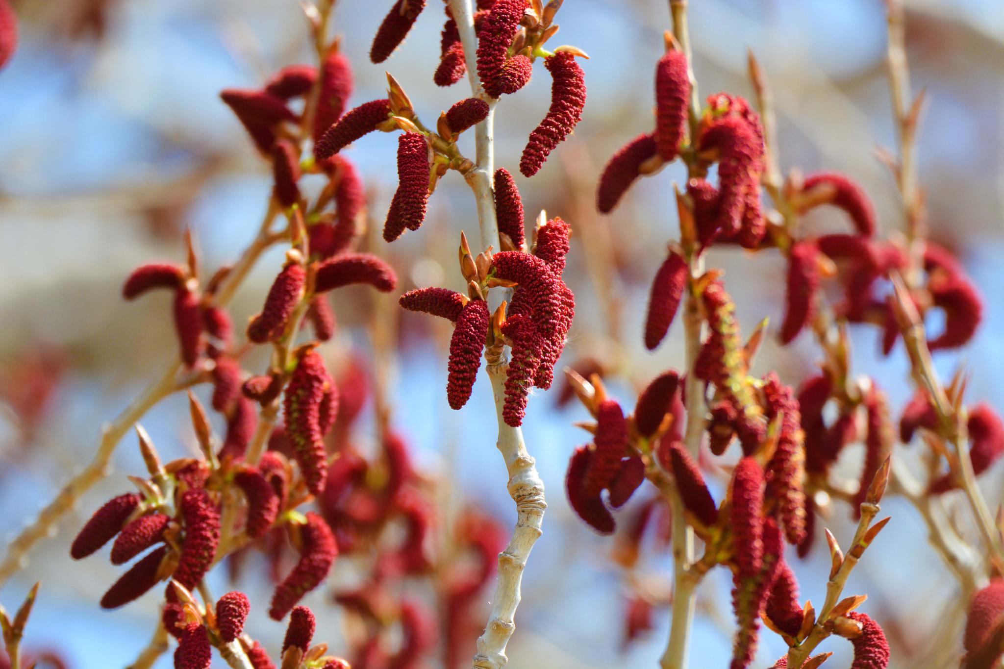 春天的杨树花原创拍摄