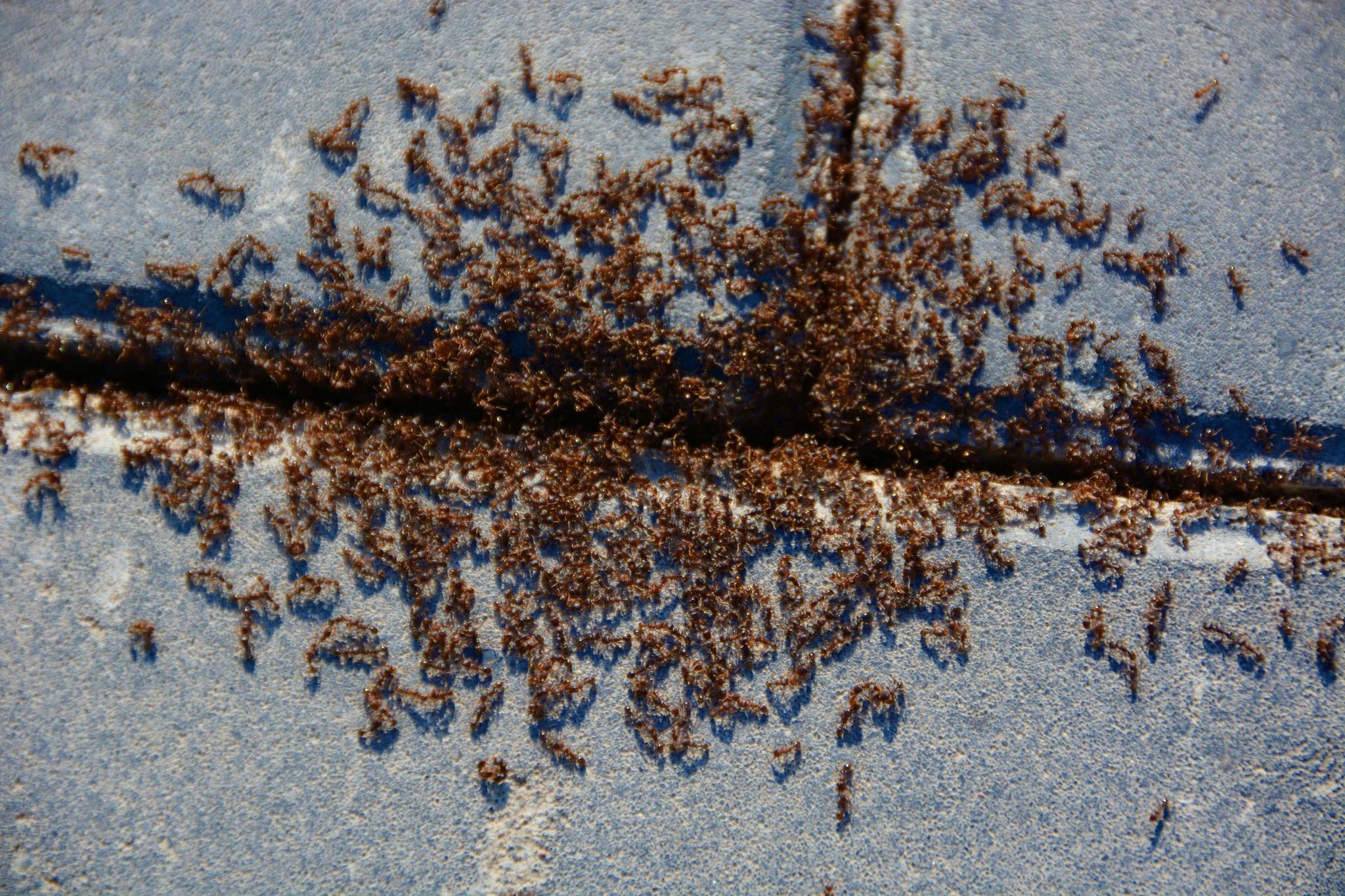 蚂蚁群,原创拍摄_高清图集_新浪网