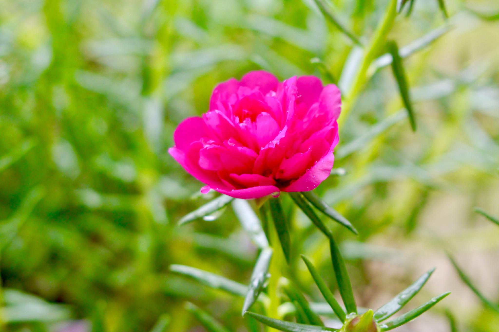 一朵太阳花_高清图集_新浪网
