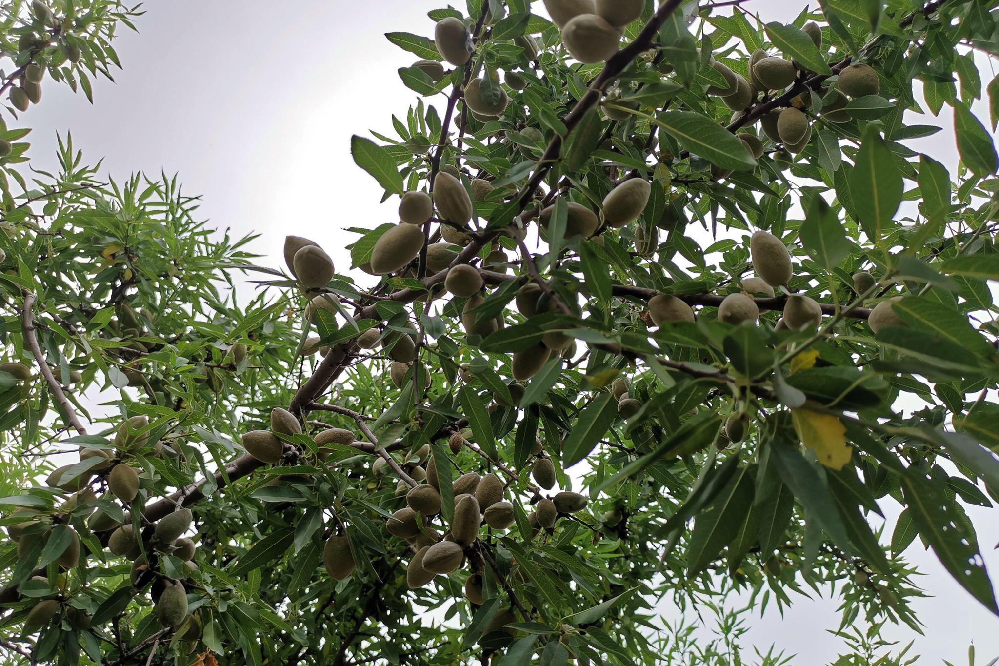 耕种,3年之后给他带来意外惊喜,咋回事|巴旦木|大哥|桃仁_新浪新闻