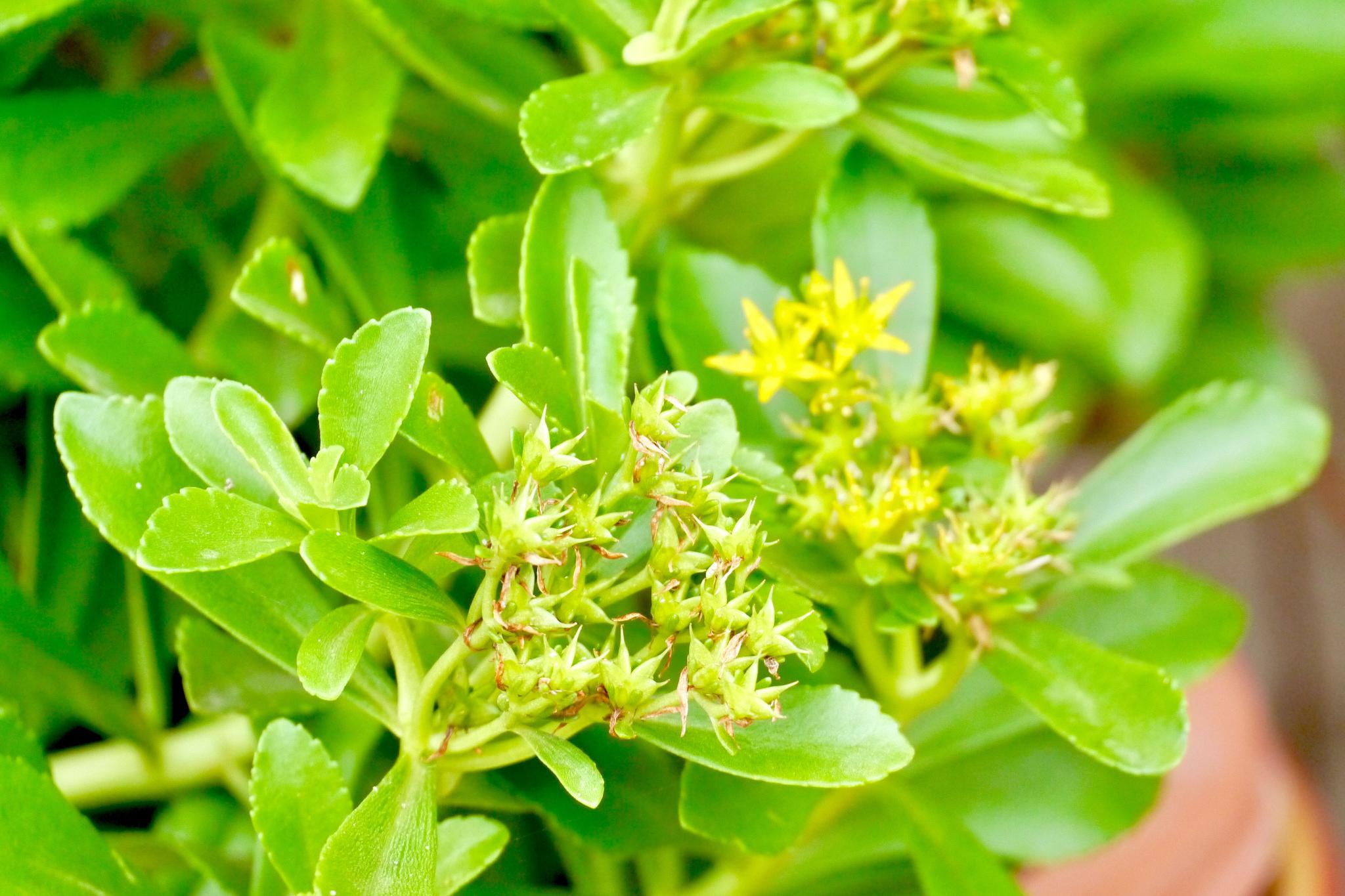 费菜又称九莲花