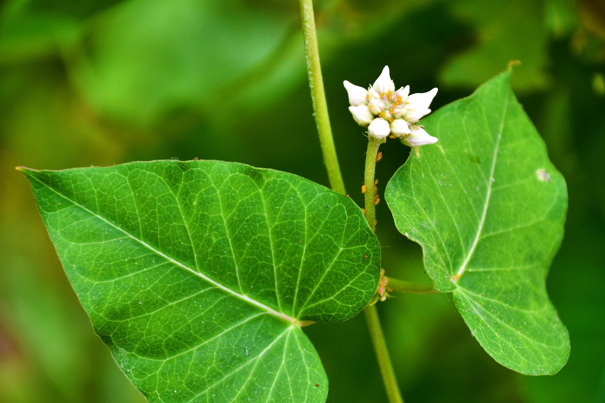 野生植物萝藦花,原创拍摄_高清图集_新浪网