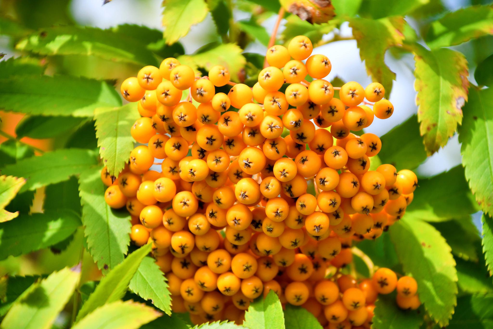 桔黄色的花楸果,原创拍摄