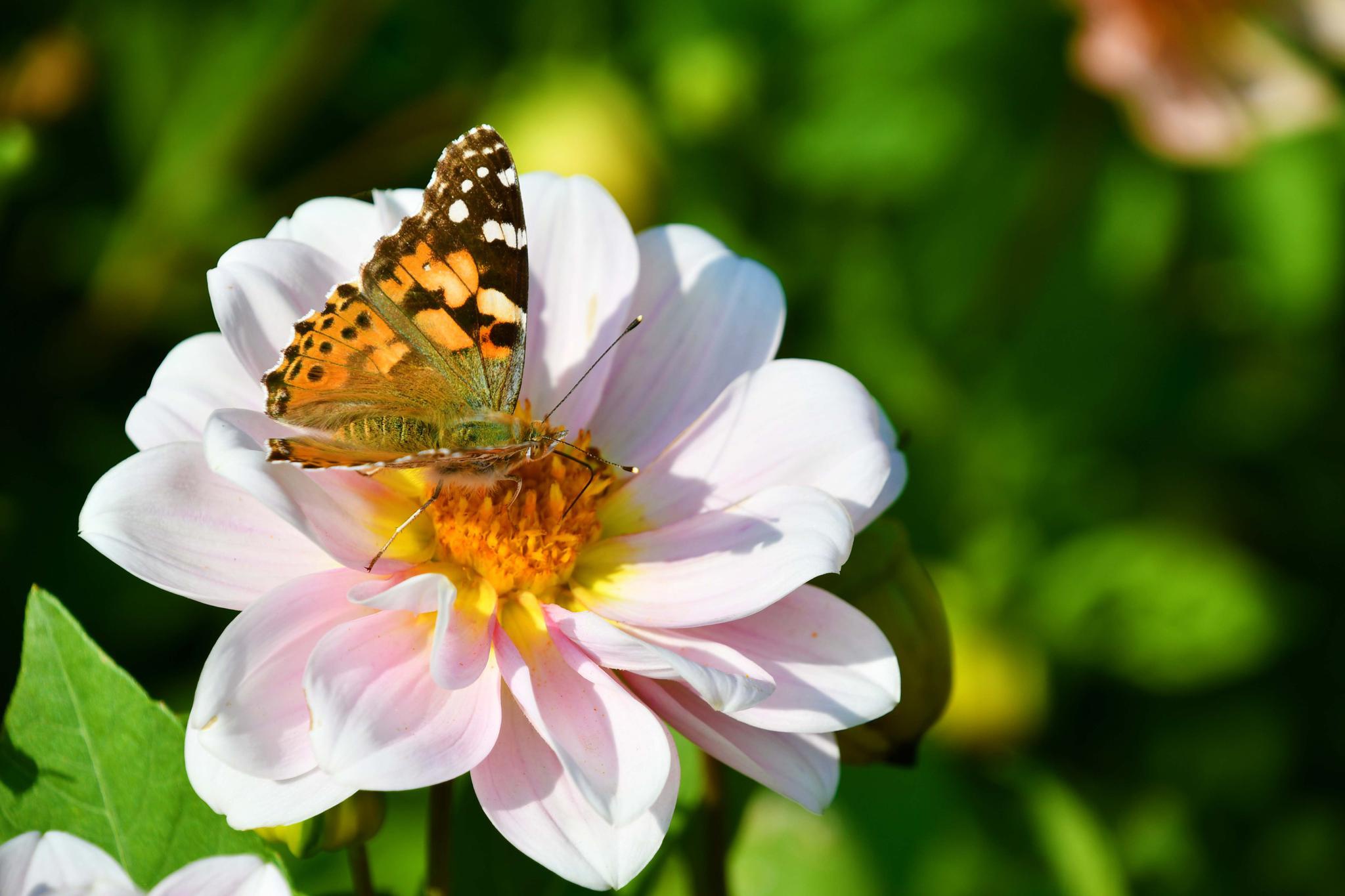 银边蛱蝶原创拍摄