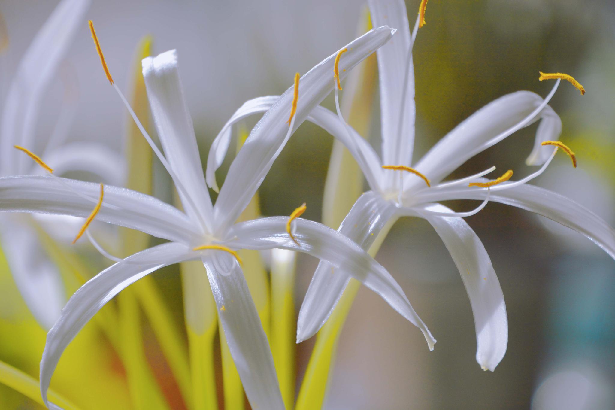 清香的文殊兰也叫十八学士,原创拍摄