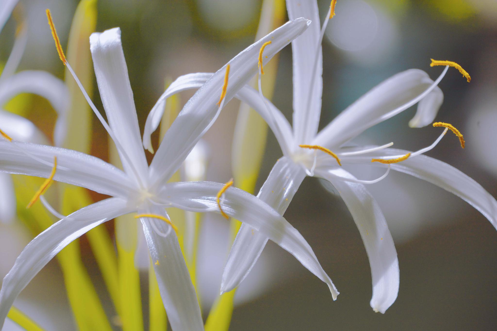 清香的文殊兰也叫十八学士,原创拍摄