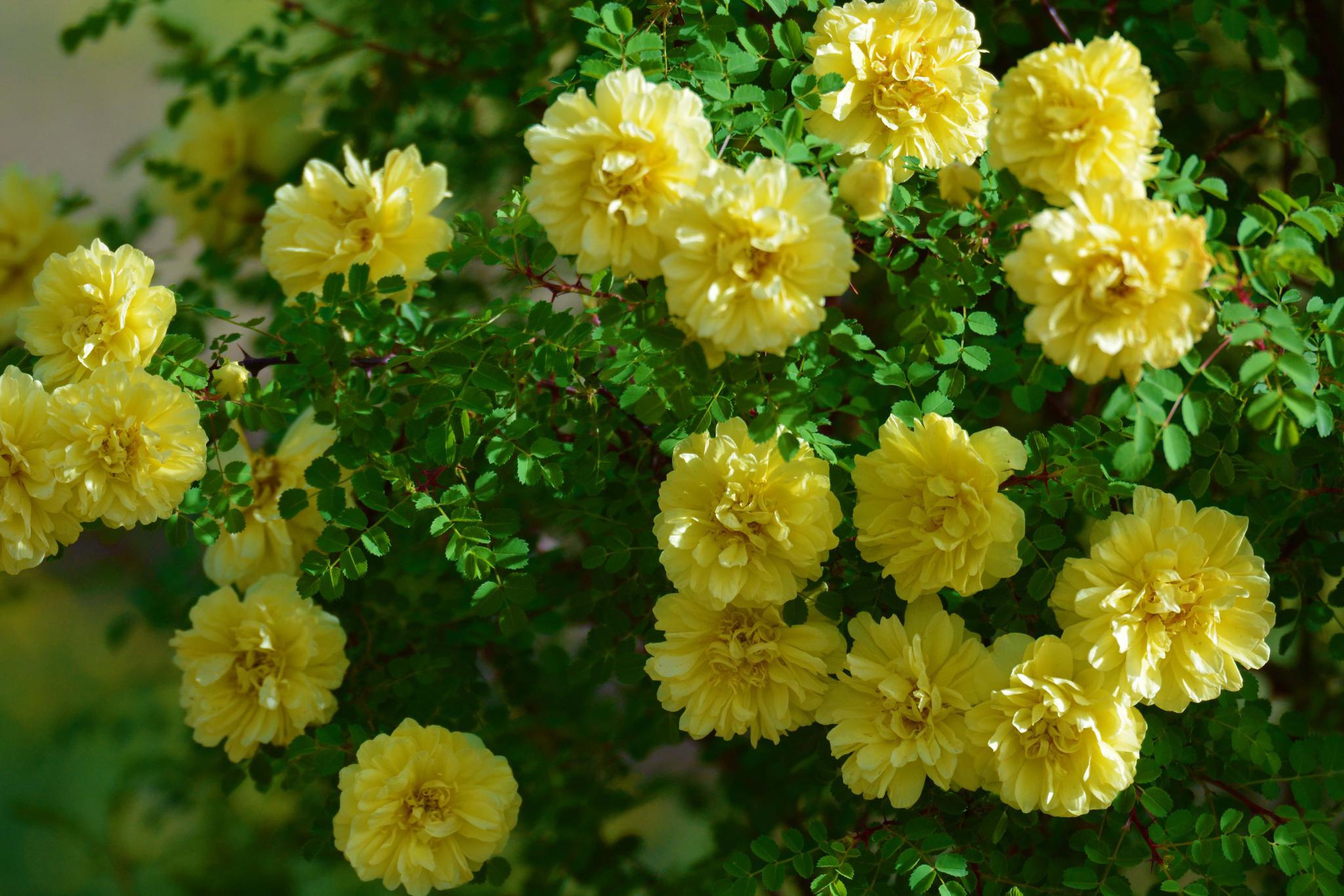 刺玫花,原创拍摄