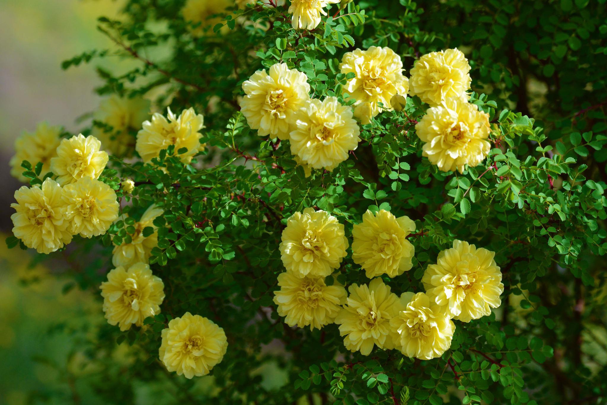 刺玫花,原创拍摄