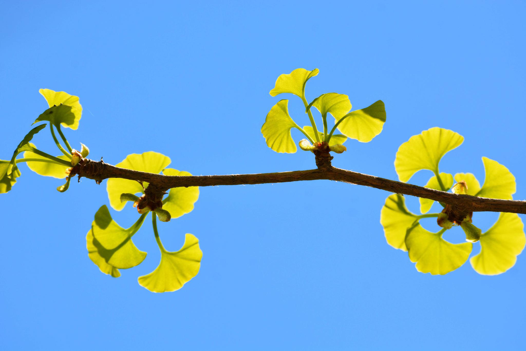 刚出芽的银杏树原创拍摄