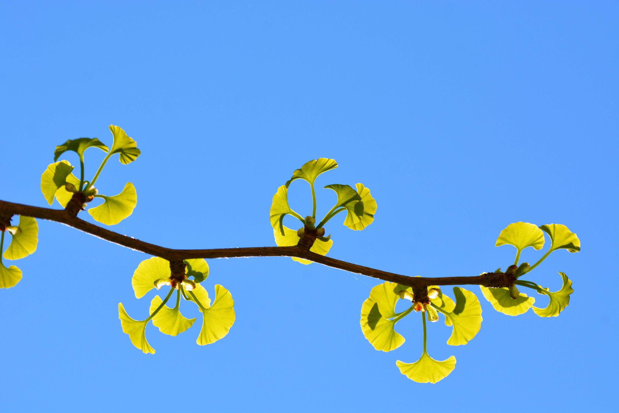 刚出芽的银杏树原创拍摄