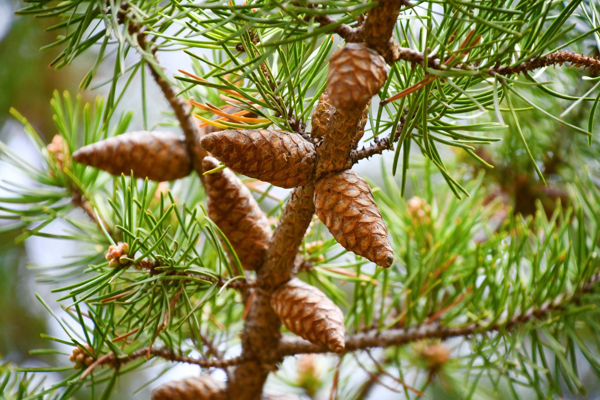 樟子松青涩果实,原创拍摄_高清图集_新浪网