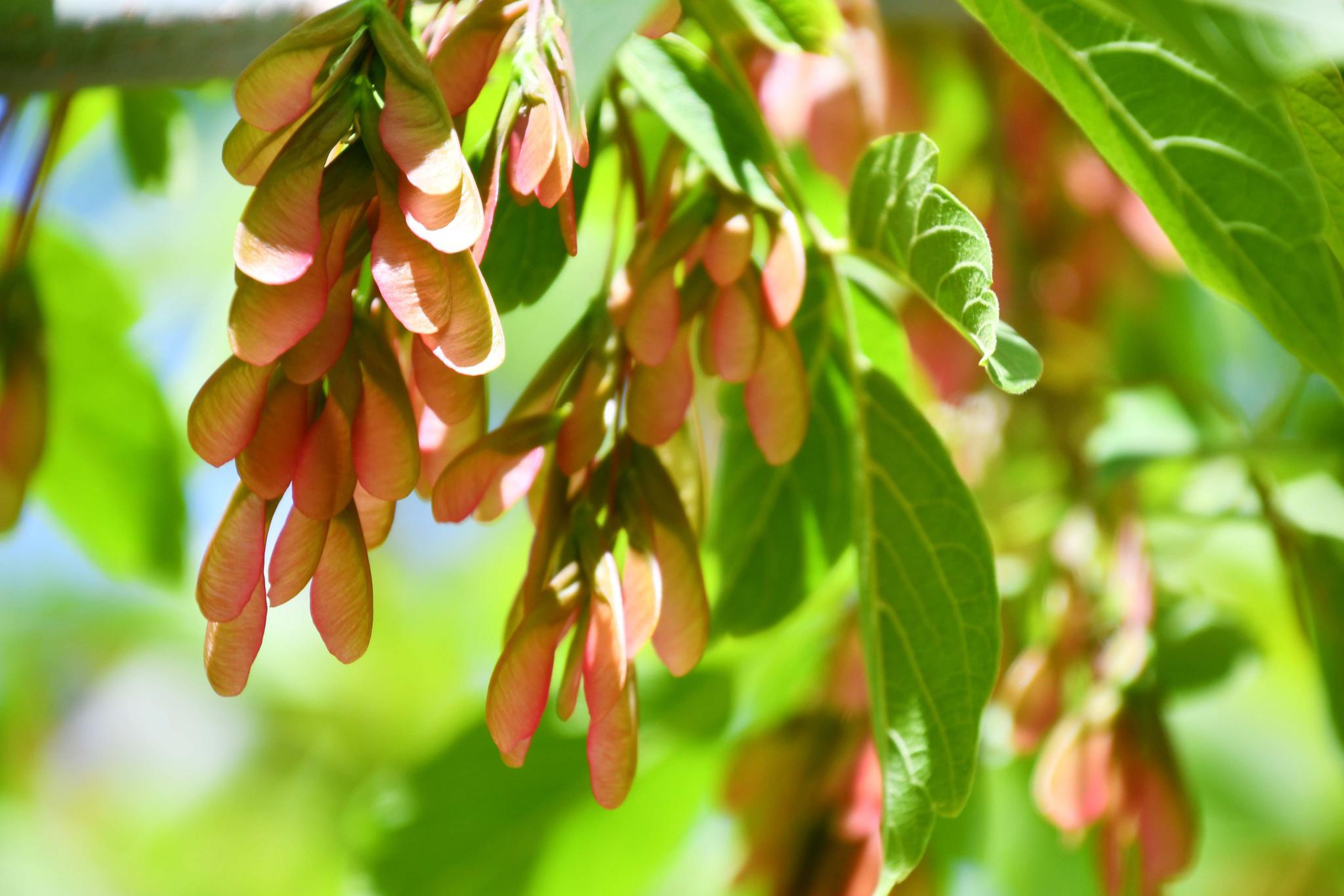 梣叶槭树像小蝴蝶一样的种子,原创拍摄_高清图集_新浪网