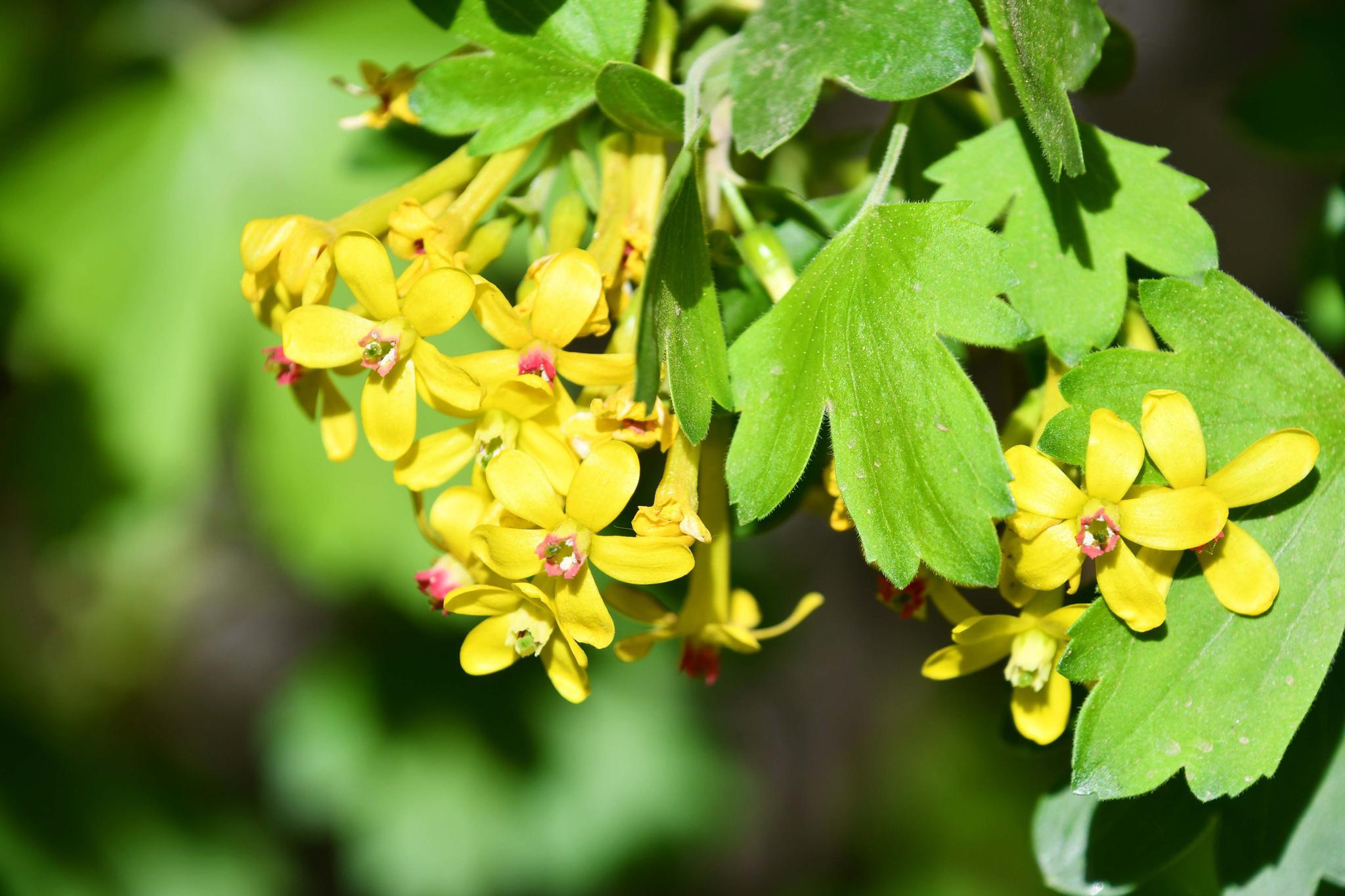 茶藨子花也叫醋栗草,原创拍摄
