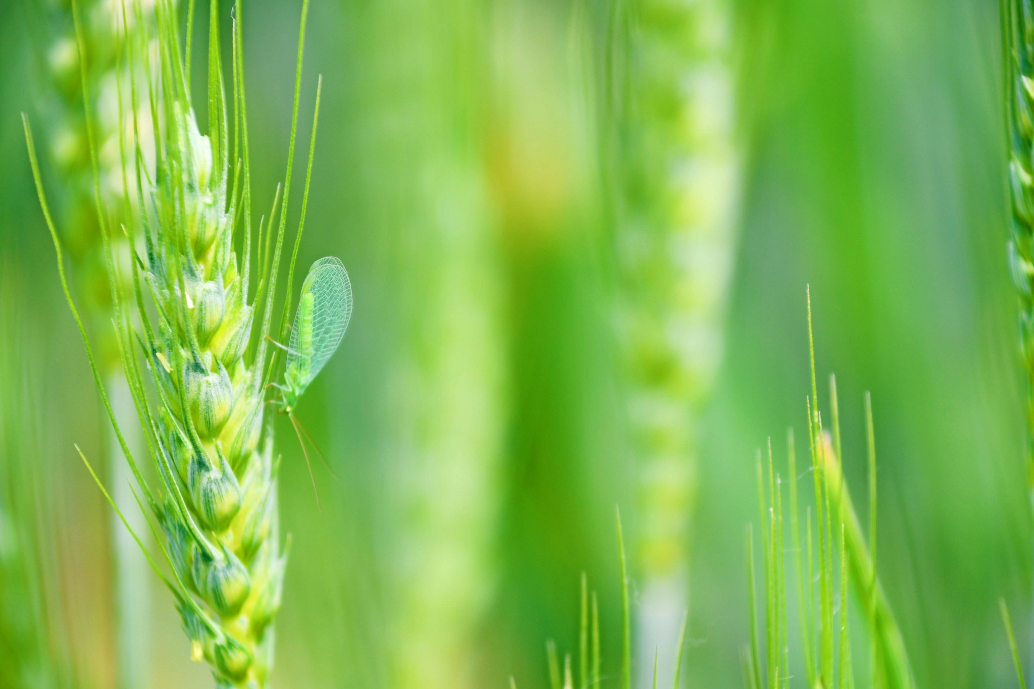 麦穗上的一只小昆虫,原创拍摄