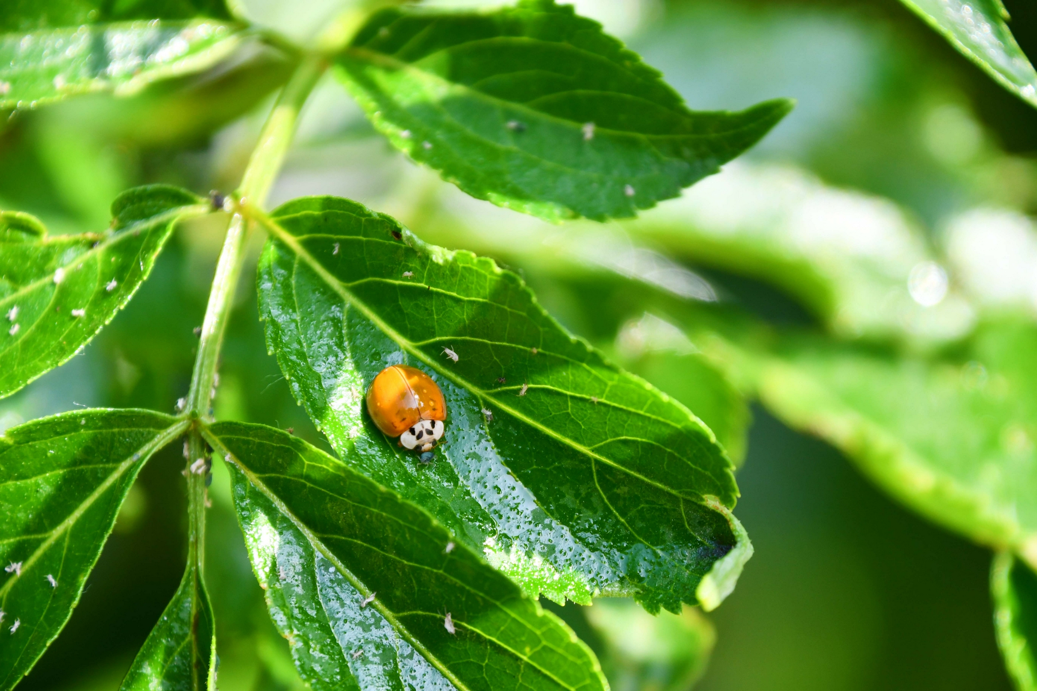一只小瓢虫原创拍摄