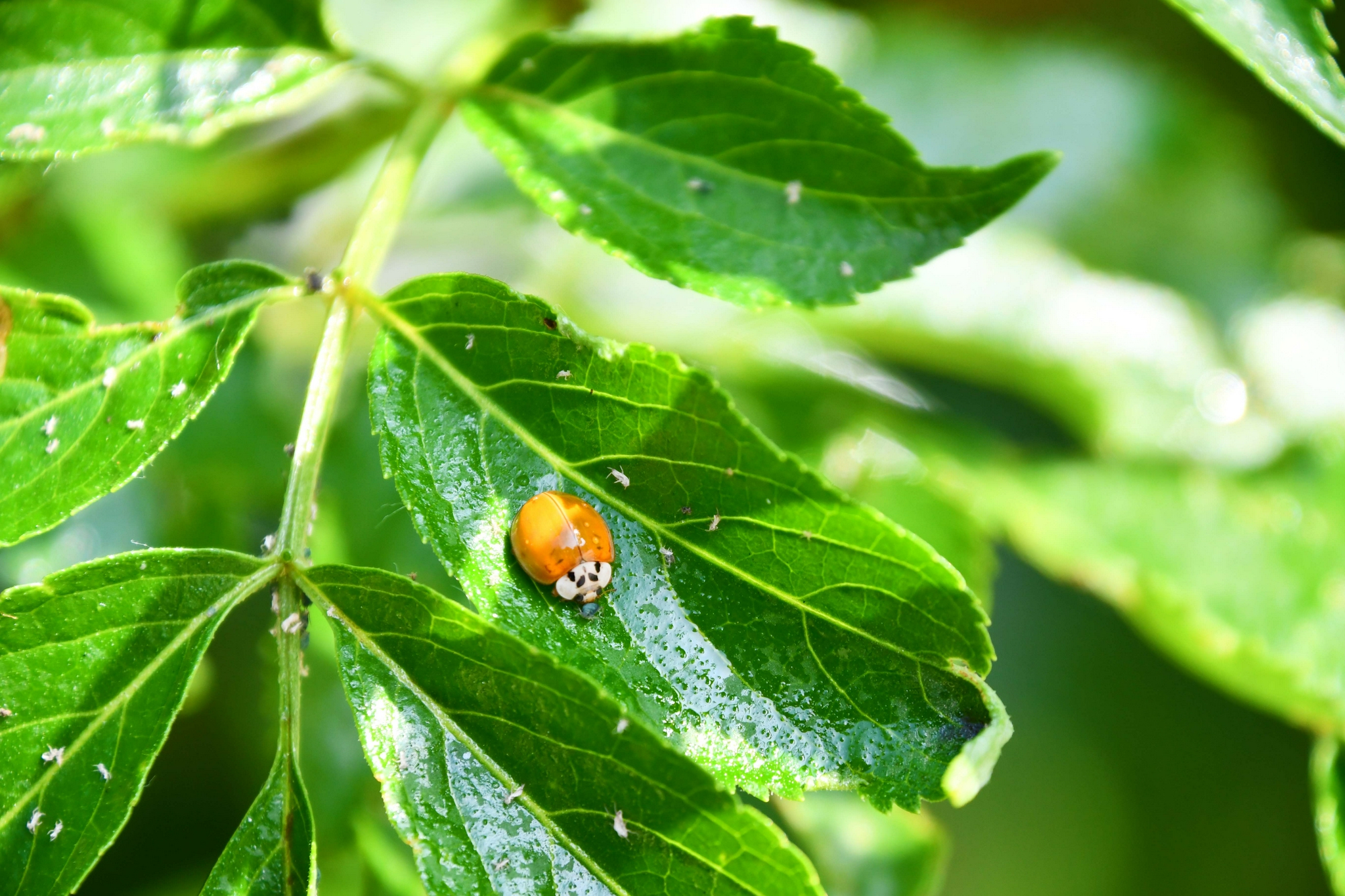 一只小瓢虫原创拍摄