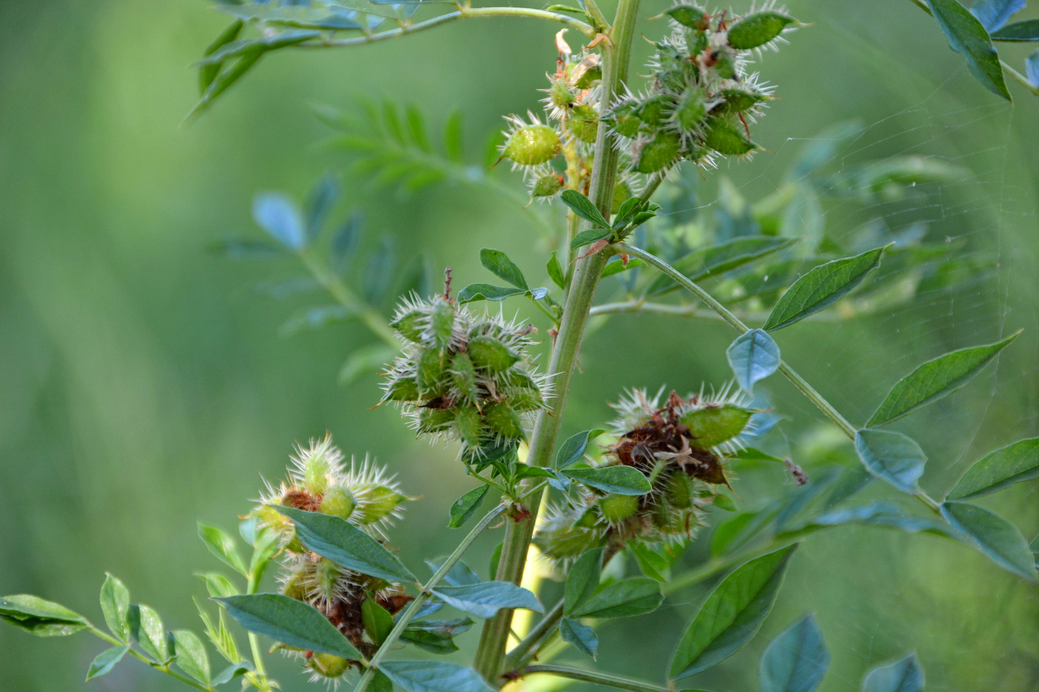 没成熟的刺果,原创拍摄