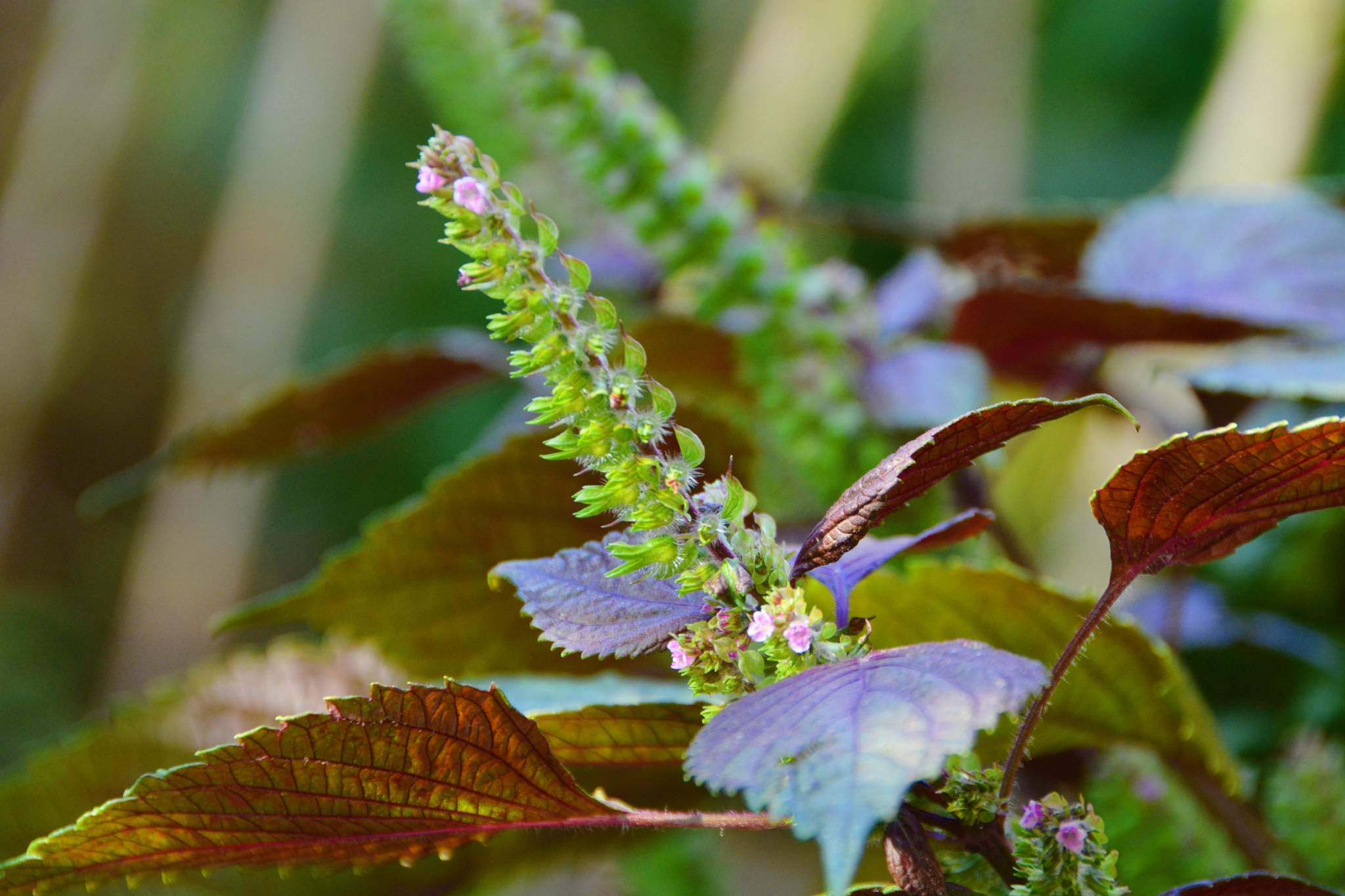 紫苏-药用植物花谱-图片