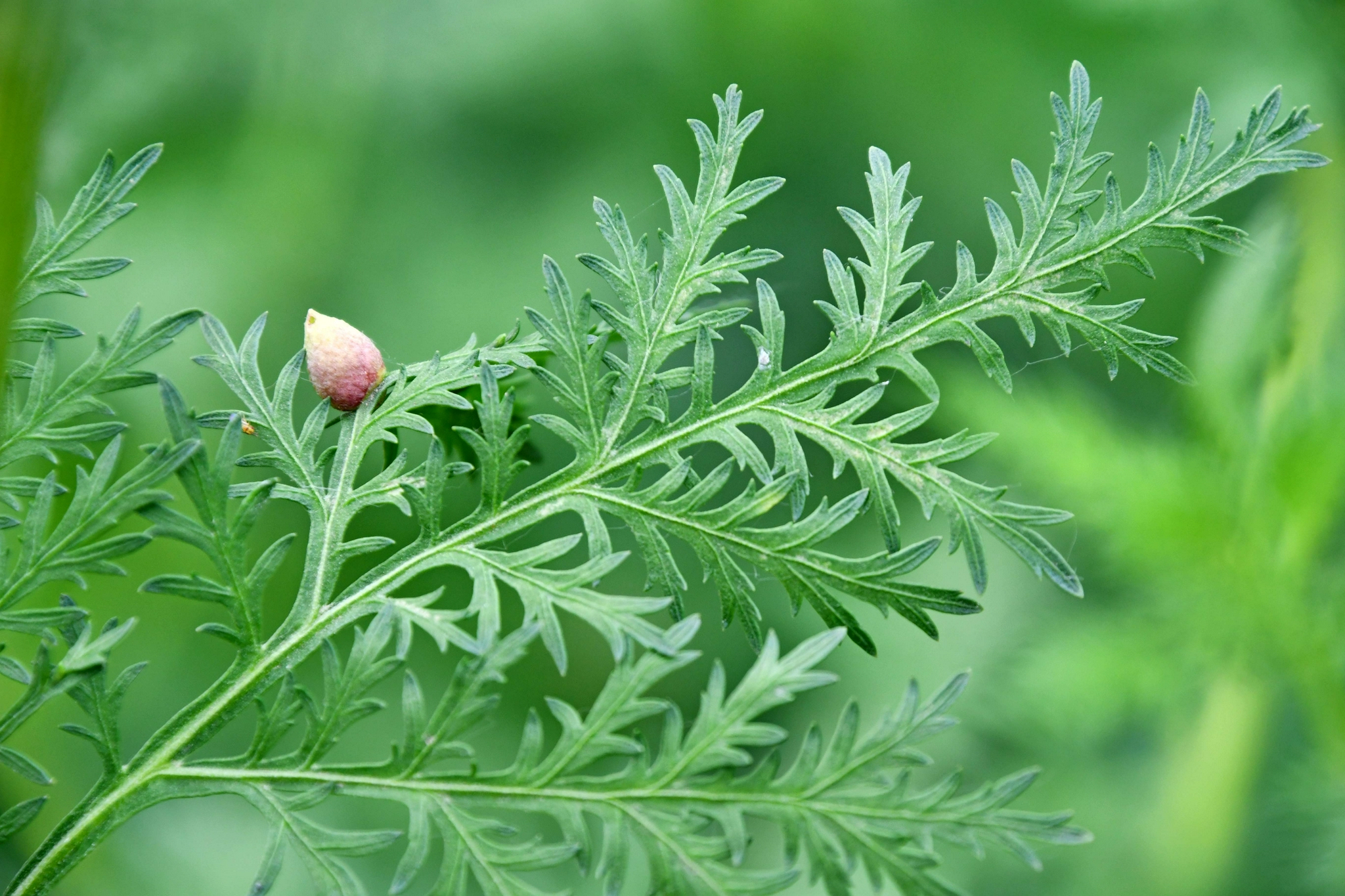 青蒿叶片上的种子 原创拍摄 青蒿 叶片 原创 新浪新闻
